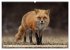Fuchs - schlauer Räuber (Wandkalender... - Bild 14