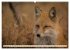 Fuchs - schlauer Räuber (Wandkalender... - Bild 15