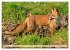 Fuchs - schlauer Räuber (Wandkalender... - Bild 3