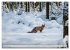 Fuchs - schlauer Räuber (Wandkalender... - Bild 5