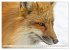 Fuchs - schlauer Räuber (Wandkalender... - Bild 8