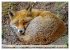 Fuchs - schlauer Räuber (Wandkalender... - Bild 10