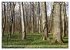 Der Hainich in Thüringen -... - Bild 11