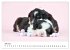 Baby Pfoten (Wandkalender 2026 DIN A2... - Bild 12