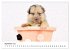 Baby Pfoten (Wandkalender 2026 DIN A2... - Bild 15