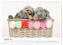 Baby Pfoten (Wandkalender 2026 DIN A2... - Bild 3