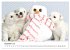 Baby Pfoten (Wandkalender 2026 DIN A2... - Bild 5