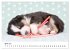 Baby Pfoten (Wandkalender 2026 DIN A2... - Bild 10