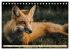 Fuchs - schlauer Räuber (Tischkalender... - Bild 11
