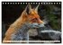 Fuchs - schlauer Räuber (Tischkalender... - Bild 12