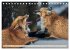 Fuchs - schlauer Räuber (Tischkalender... - Bild 4