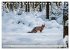 Fuchs - schlauer Räuber (Tischkalender... - Bild 5