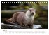Otter - Jäger an Flüssen und Seen... - Bild 11
