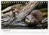 Otter - Jäger an Flüssen und Seen... - Bild 15