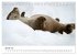 Otter - Jäger an Flüssen und Seen... - Bild 7