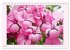 Wunderschöne Malven (Tischkalender... - Bild 11