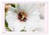 Wunderschöne Malven (Tischkalender... - Bild 14