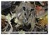 Kängururs und Wallabys (Wandkalender... - Bild 11