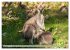 Kängururs und Wallabys (Wandkalender... - Bild 12