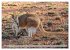 Kängururs und Wallabys (Wandkalender... - Bild 14