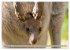 Kängururs und Wallabys (Wandkalender... - Bild 4
