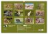 Kängururs und Wallabys (Wandkalender... - Bild 6