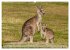 Kängururs und Wallabys (Wandkalender... - Bild 7