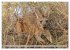 Kängururs und Wallabys (Wandkalender... - Bild 8
