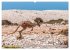 Kängururs und Wallabys (Wandkalender... - Bild 9