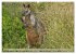 Kängururs und Wallabys (Wandkalender... - Bild 10