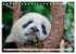 Niedlicher Panda (Tischkalender 2026... - Bild 11