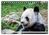 Niedlicher Panda (Tischkalender 2026... - Bild 12