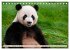 Niedlicher Panda (Tischkalender 2026... - Bild 3