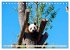 Niedlicher Panda (Tischkalender 2026... - Bild 4