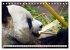Niedlicher Panda (Tischkalender 2026... - Bild 8