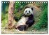 Niedlicher Panda (Tischkalender 2026... - Bild 9