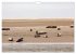 Einzigartiges Spiekeroog (Wandkalender... - Bild 11