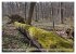 Der Hainich in Thüringen -... - Bild 2