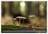 Der Hainich in Thüringen -... - Bild 4