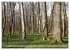 Der Hainich in Thüringen -... - Bild 10