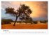 Bäume in Namibias Landschaften... - Bild 7