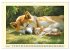 Akita Inu in der Natur. Japans edle und... - Bild 13