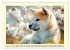 Akita Inu in der Natur. Japans edle und... - Bild 14