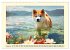 Akita Inu in der Natur. Japans edle und... - Bild 3