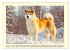 Akita Inu in der Natur. Japans edle und... - Bild 7