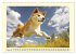 Akita Inu in der Natur. Japans edle und... - Bild 8