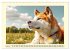 Akita Inu in der Natur. Japans edle und... - Bild 9