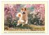 Akita Inu in der Natur. Japans edle und... - Bild 10