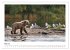 Braunbären in Alaska (Wandkalender... - Bild 11