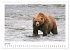 Braunbären in Alaska (Wandkalender... - Bild 12